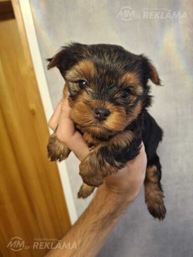 Purebred Yorkshire Terrier puppies. Purebred Yorkshire Terrier puppies. - MM.LV