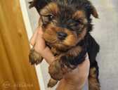 Purebred Yorkshire Terrier puppies. - 1 Purebred Yorkshire Terrier puppies. - MM.LV - 1