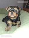 Purebred Yorkshire Terrier puppies. - 3 Purebred Yorkshire Terrier puppies. - MM.LV - 3
