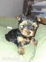 Purebred Yorkshire Terrier puppies. - 4 Purebred Yorkshire Terrier puppies. - MM.LV - 4