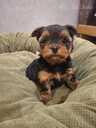 Purebred Yorkshire Terrier puppies. - 5 Purebred Yorkshire Terrier puppies. - MM.LV - 5