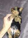 Purebred Yorkshire Terrier puppies. - 6 Purebred Yorkshire Terrier puppies. - MM.LV - 6