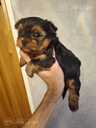 Purebred Yorkshire Terrier puppies. - 7 Purebred Yorkshire Terrier puppies. - MM.LV - 7
