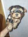 Purebred Yorkshire Terrier puppies. - 8 Purebred Yorkshire Terrier puppies. - MM.LV - 8
