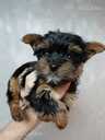 Purebred Yorkshire Terrier puppies. - 10 Purebred Yorkshire Terrier puppies. - MM.LV - 10