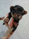 Purebred Yorkshire Terrier puppies. - 11 Purebred Yorkshire Terrier puppies. - MM.LV - 11