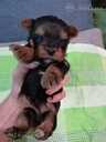 Purebred Yorkshire Terrier puppies. - 12 Purebred Yorkshire Terrier puppies. - MM.LV - 12