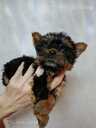 Purebred Yorkshire Terrier puppies. - 13 Purebred Yorkshire Terrier puppies. - MM.LV - 13