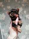 Purebred Yorkshire Terrier puppies. - 14 Purebred Yorkshire Terrier puppies. - MM.LV - 14