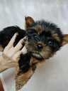 Purebred Yorkshire Terrier puppies. - 15 Purebred Yorkshire Terrier puppies. - MM.LV - 15