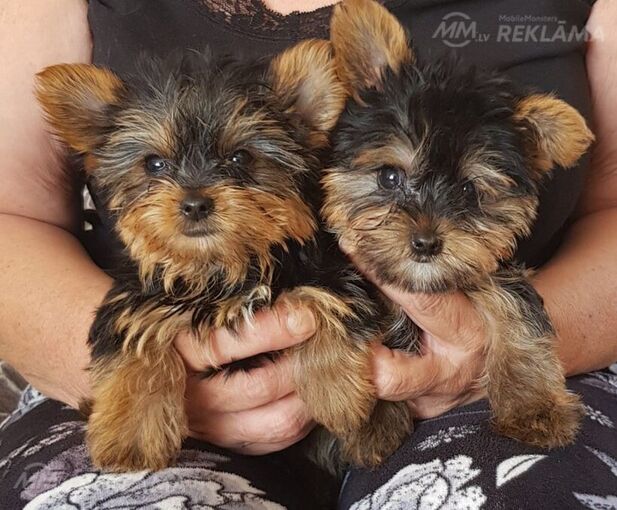 Jorkšīras terjera kucēni Jorkšīras terjera kucēni - MM.LV