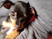 Mīlulis - MM.LV - 1