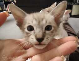 Ориенльные котята - MM.LV