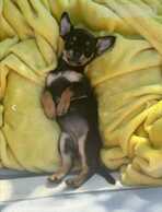 Gatava nopirkt krievu taiterjeru. - MM.LV