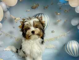 Бивер мальчик - MM.LV