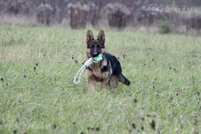 Vācu aitu suņu meitene meklē saimniekus! Vācu aitu suņu meitene meklē saimniekus! - MM.LV