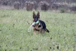 Vācu aitu suņu meitene meklē saimniekus! - MM.LV