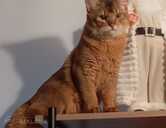 Somali kitten - MM.LV - 1