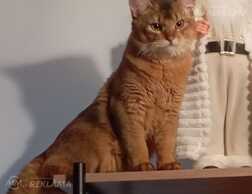 Somali kitten - MM.LV