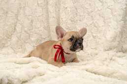 Pārdod kucēnus - MM.LV