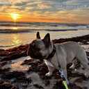 Pārdod kucēnus - 9 Pārdod kucēnus - MM.LV - 9