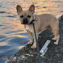 Pārdod kucēnus - 10 Pārdod kucēnus - MM.LV - 10