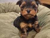 Чистокровные щенки Йоркширского Терьера. - 1 Чистокровные щенки Йоркширского Терьера. - MM.LV - 1