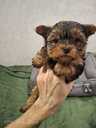 Чистокровные щенки Йоркширского Терьера. - 2 Чистокровные щенки Йоркширского Терьера. - MM.LV - 2