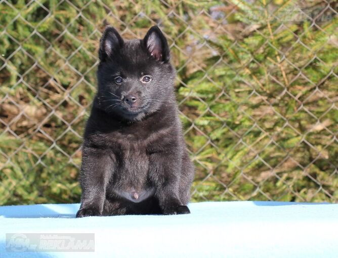 щенки шипперке щенки шипперке - MM.LV