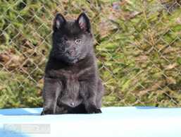 щенки шипперке - MM.LV