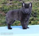 щенки шипперке - 2 щенки шипперке - MM.LV - 2