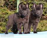 щенки шипперке - 4 щенки шипперке - MM.LV - 4