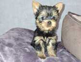 Микро Мальчик Йорка Беби-Фейс - 1 Микро Мальчик Йорка Беби-Фейс - MM.LV - 1