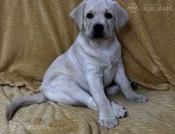 Лабрадор-ретривер - MM.LV