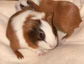 American Guinea Pig - MM.LV - 1