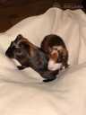 American Guinea Pig - MM.LV - 2