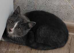 Отдаём котёнка. - MM.LV