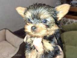 Микро Мальчик Йорка Беби-Фейс - MM.LV