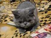 экзотическая короткошерстная - MM.LV - 1