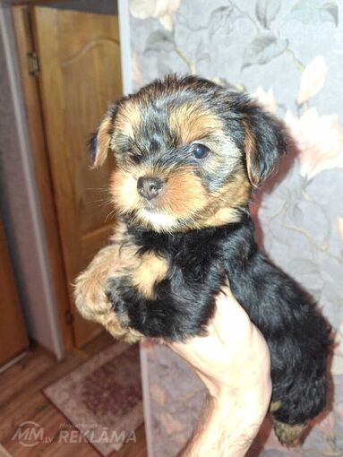 Jorkšīras terjera meitene. Jorkšīras terjera meitene. - MM.LV