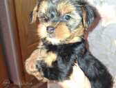 Jorkšīras terjera meitene. - 1 Jorkšīras terjera meitene. - MM.LV - 1