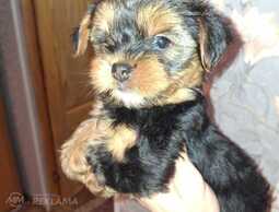 Чистокровная девочка Йоркширского Терьера - MM.LV