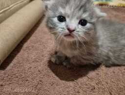 шотландская вислоухая - MM.LV