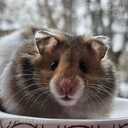 Sīrijas kāmīši - MM.LV - 1