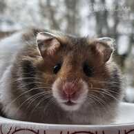 Sīrijas kāmīši - MM.LV