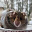 Sīrijas kāmīši - MM.LV - 2