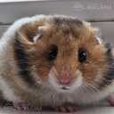 Sīrijas kāmīši - MM.LV - 3