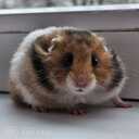 Sīrijas kāmīši - MM.LV - 4