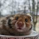 Sīrijas kāmīši - MM.LV - 6