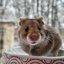 Sīrijas kāmīši - MM.LV - 7